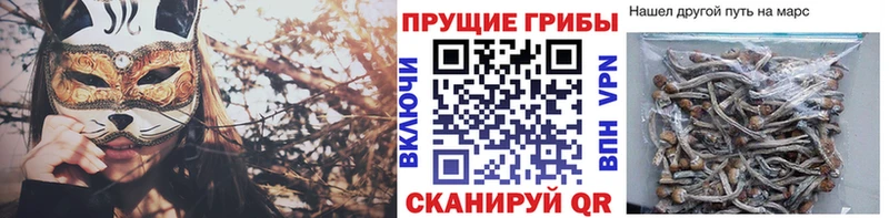 Псилоцибиновые грибы Cubensis  Купить  Анжеро-Судженск 